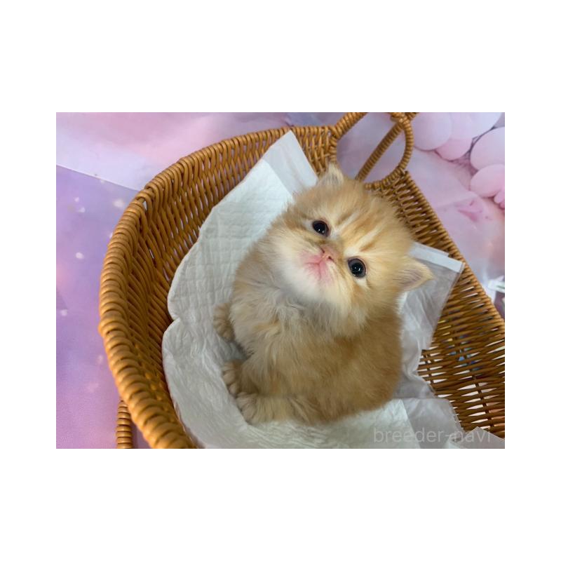 販売中の大阪府のミヌエット(短足)-133366の6枚目