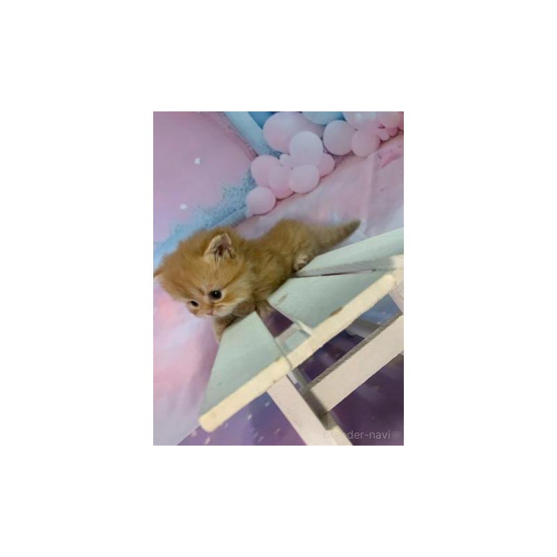 販売中の大阪府のミヌエット(短足)-133366の4枚目