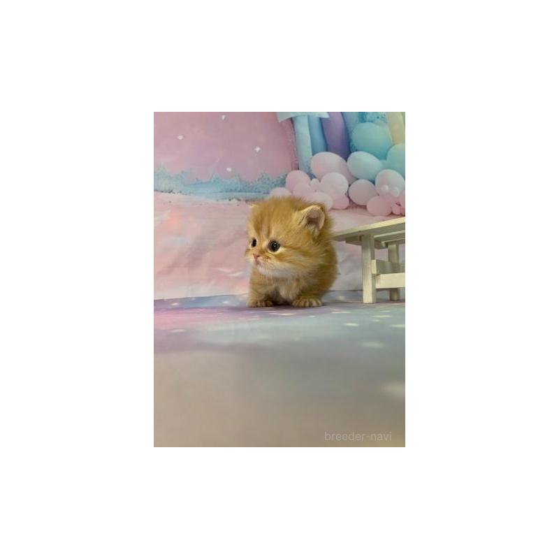 販売中の大阪府のミヌエット(短足)-133366の5枚目