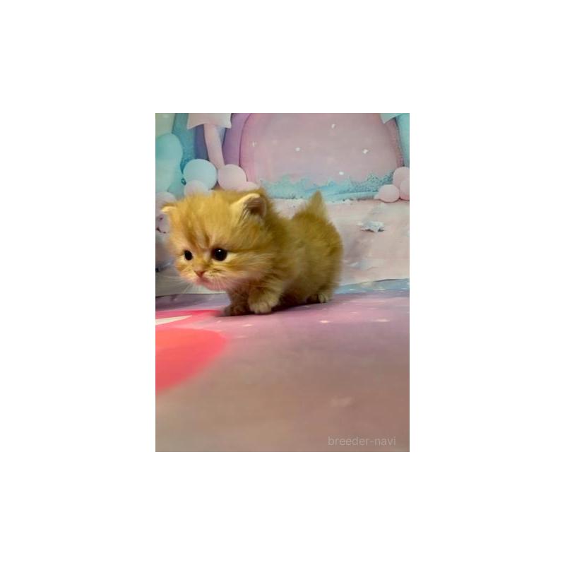 販売中の大阪府のミヌエット(短足)-133366の3枚目