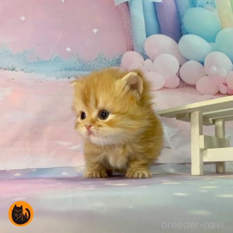 販売中の大阪府のミヌエット(短足)-133366