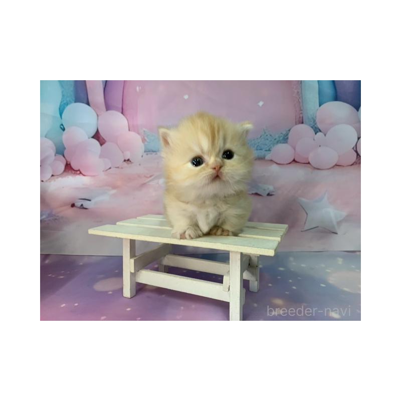 販売中の大阪府のミヌエット(短足)-133367の6枚目