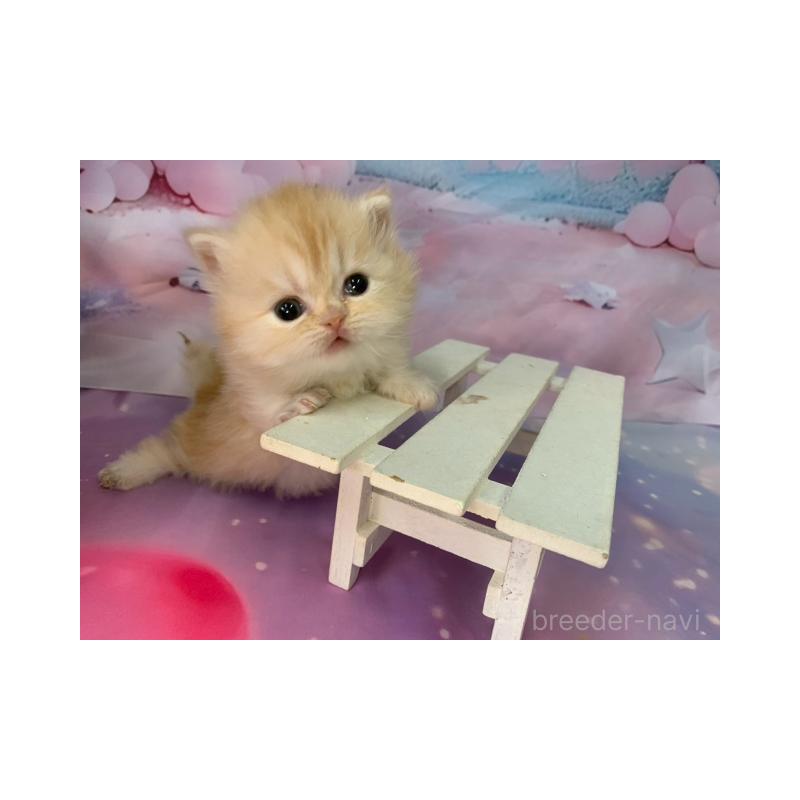 販売中の大阪府のミヌエット(短足)-133367の3枚目