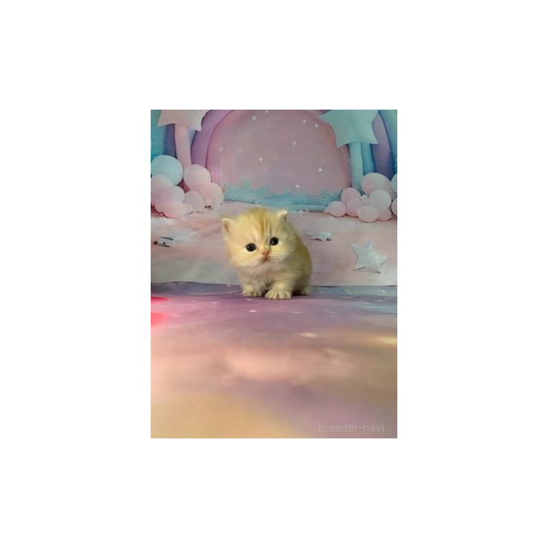 販売中の大阪府のミヌエット(短足)-133367の4枚目