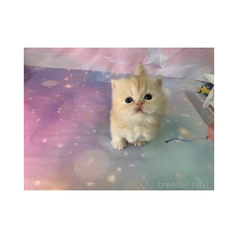 販売中の大阪府のミヌエット(短足)-133367の2枚目