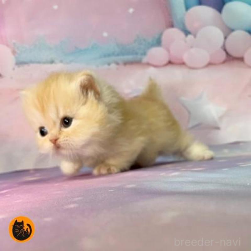 販売中の大阪府のミヌエット(短足)-133367