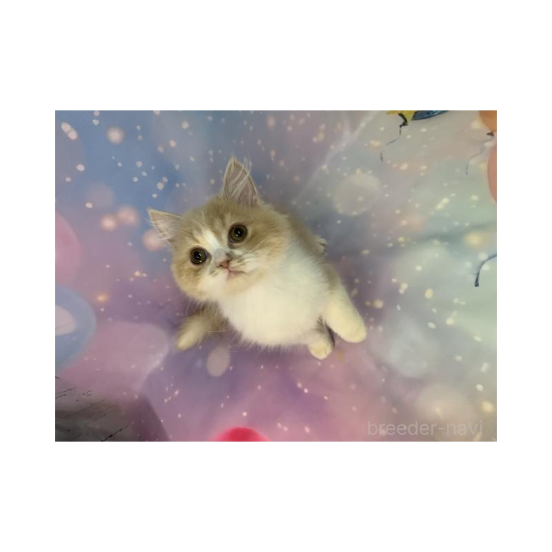 販売中の大阪府のスコティッシュフォールド-133368の4枚目