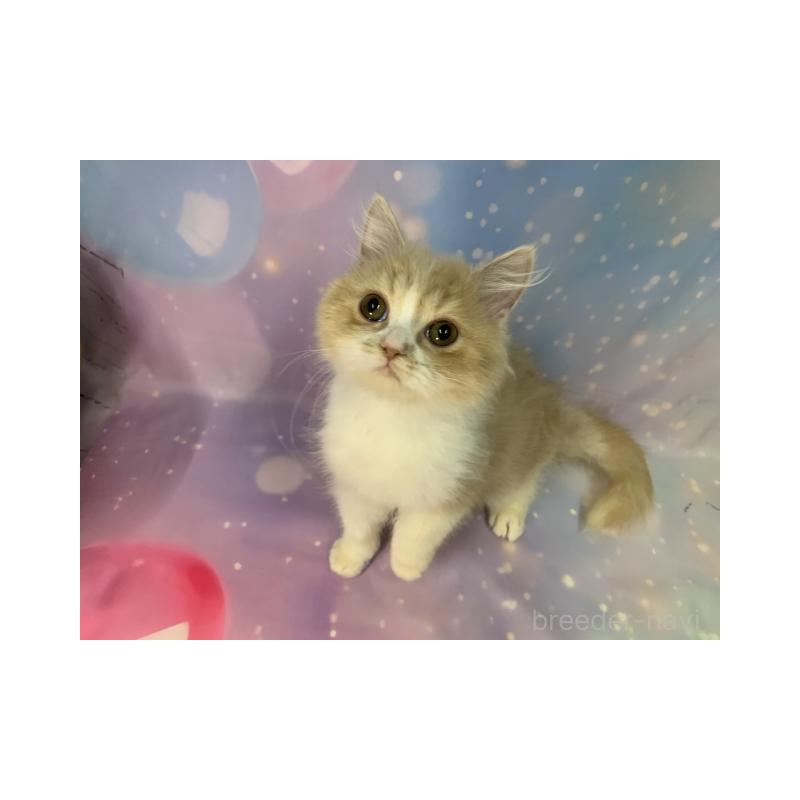 販売中の大阪府のスコティッシュフォールド-133368の3枚目