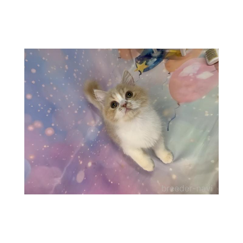 販売中の大阪府のスコティッシュフォールド-133368の2枚目