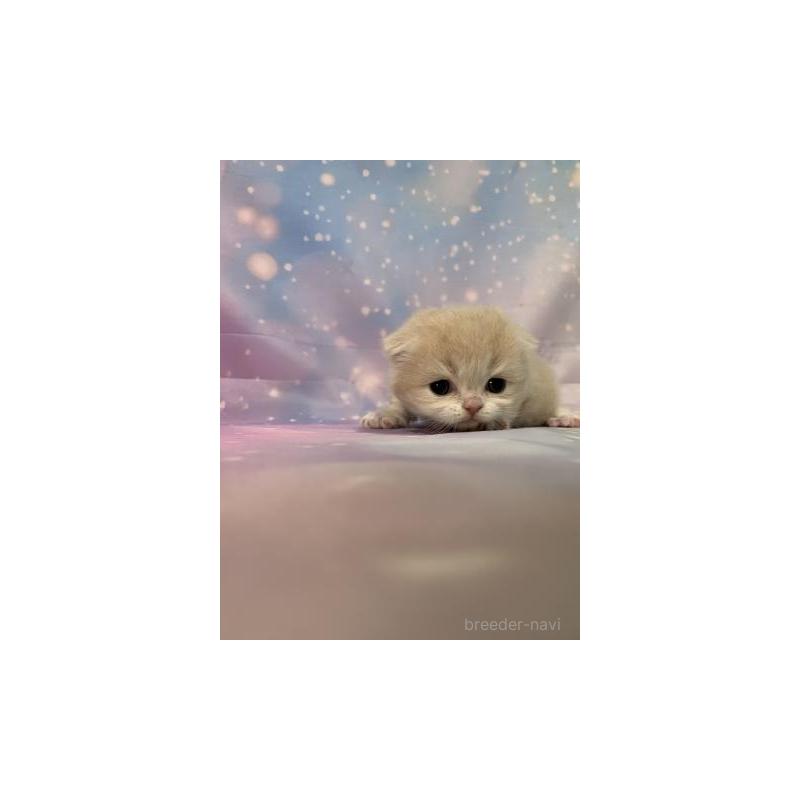 販売中の大阪府のスコティッシュフォールド(折れ耳)-133369の5枚目