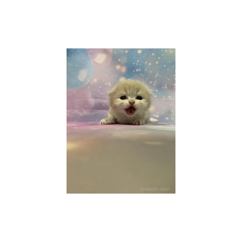 販売中の大阪府のスコティッシュフォールド(折れ耳)-133369の6枚目