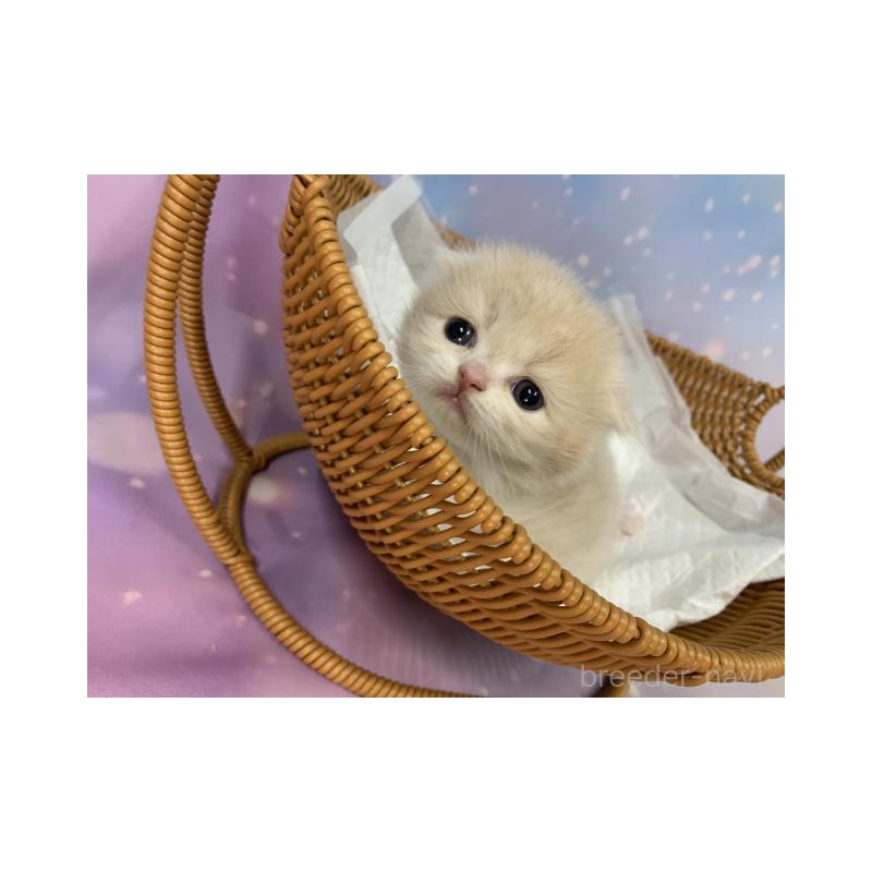 販売中の大阪府のスコティッシュフォールド(折れ耳)-133369の3枚目