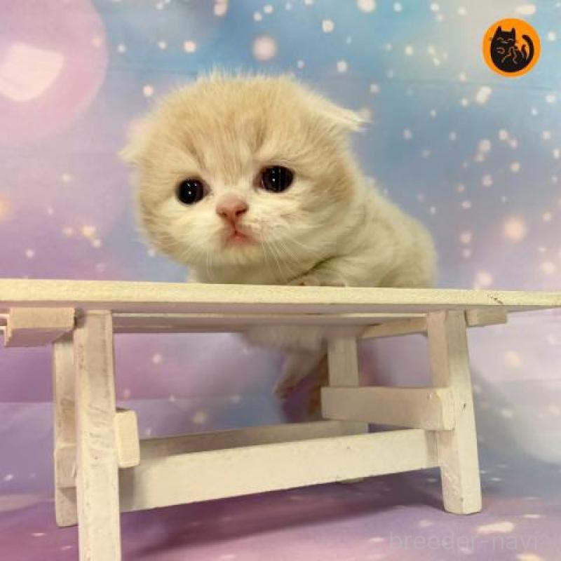 販売中の大阪府のスコティッシュフォールド(折れ耳)-133369の1枚目