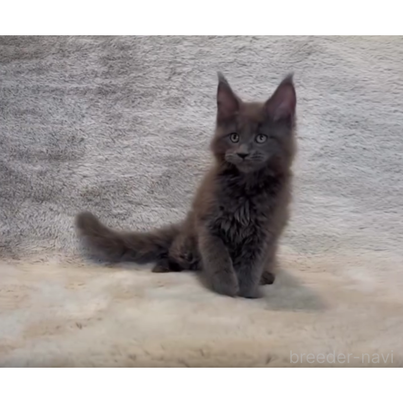 販売中の愛知県のメインクーン-133370の8枚目