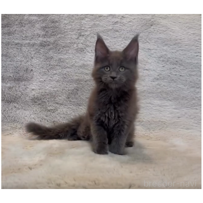 販売中の愛知県のメインクーン-133370の7枚目