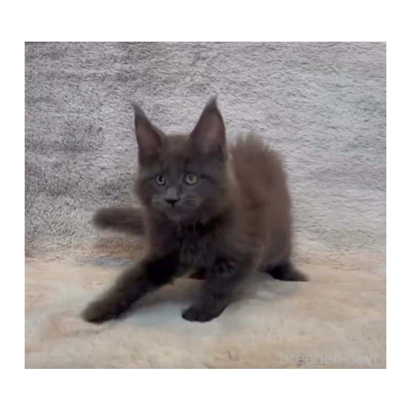 販売中の愛知県のメインクーン-133370の6枚目