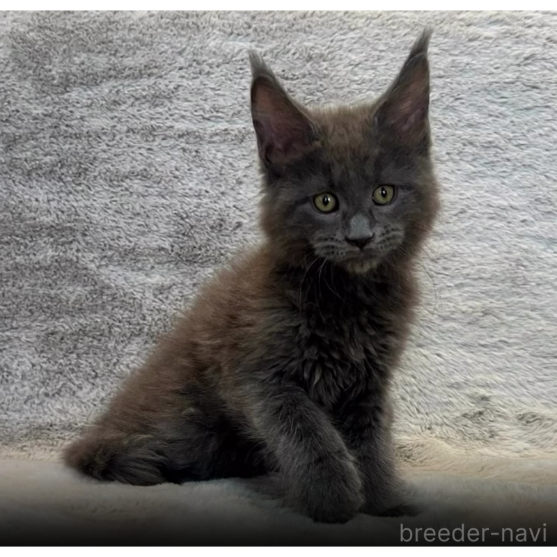 販売中の愛知県のメインクーン-133370の5枚目