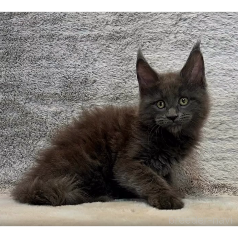 販売中の愛知県のメインクーン-133370の4枚目