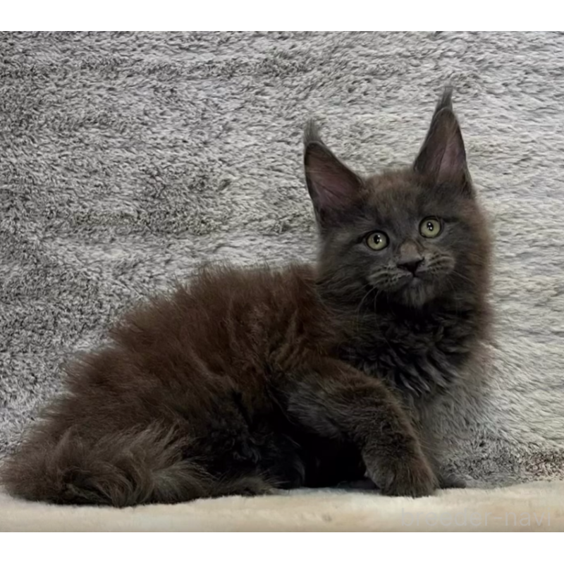 販売中の愛知県のメインクーン-133370の3枚目