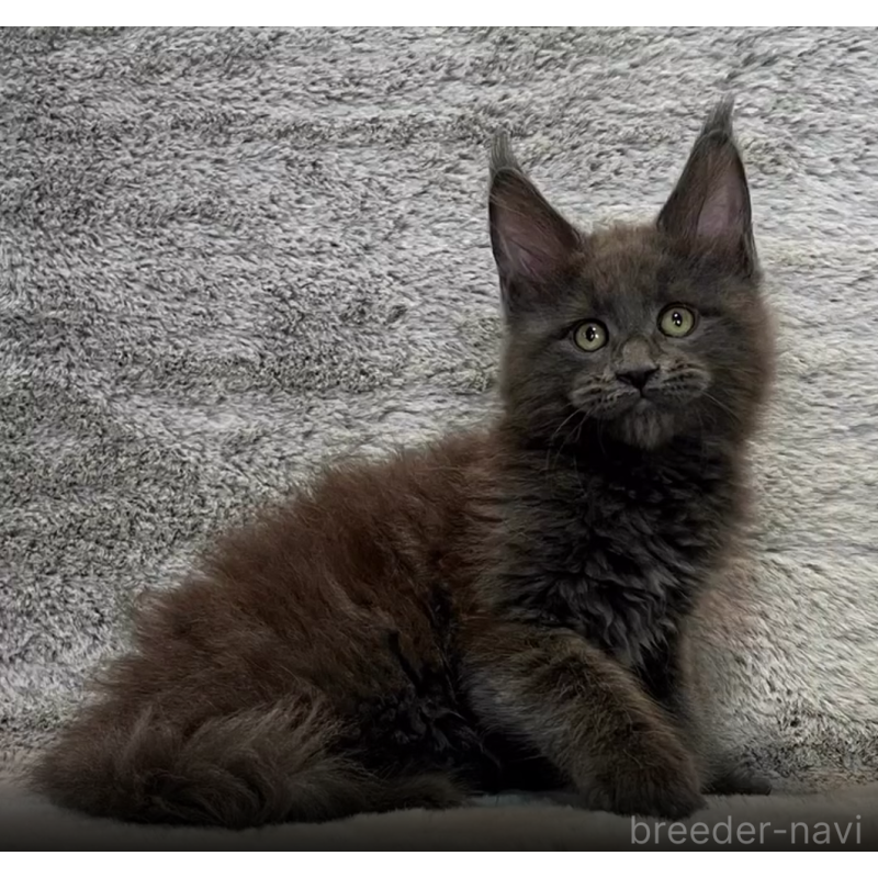 販売中の愛知県のメインクーン-133370の2枚目