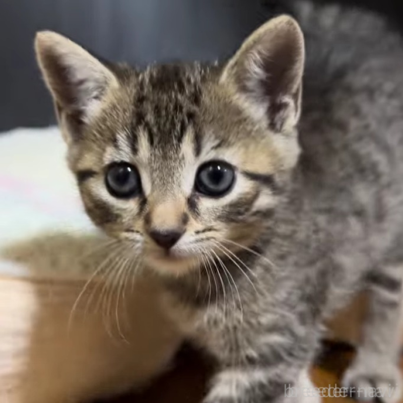 販売中の千葉県のマンチカン-133371