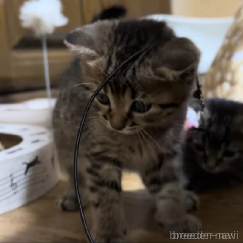 販売中の千葉県のマンチカン-133372の5枚目