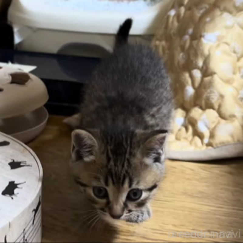 販売中の千葉県のマンチカン-133372の4枚目