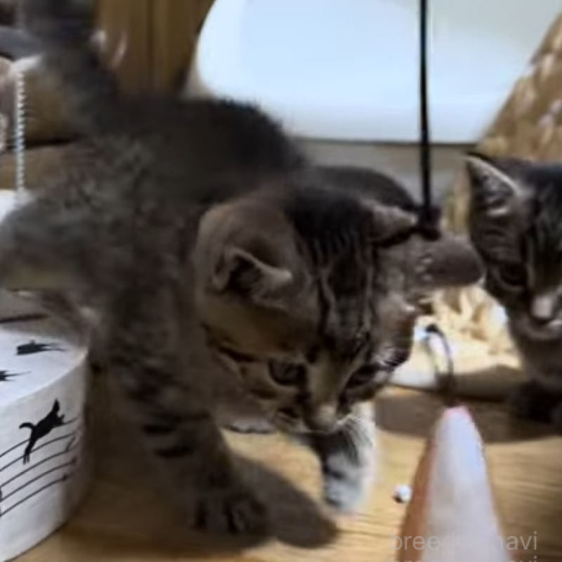 販売中の千葉県のマンチカン-133372の3枚目