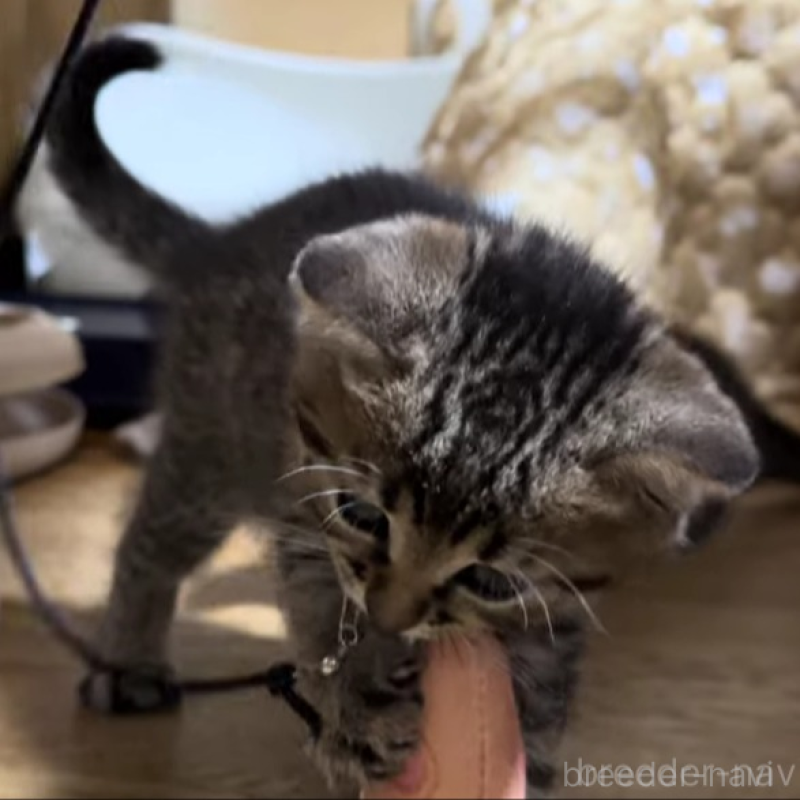 販売中の千葉県のマンチカン-133372の2枚目