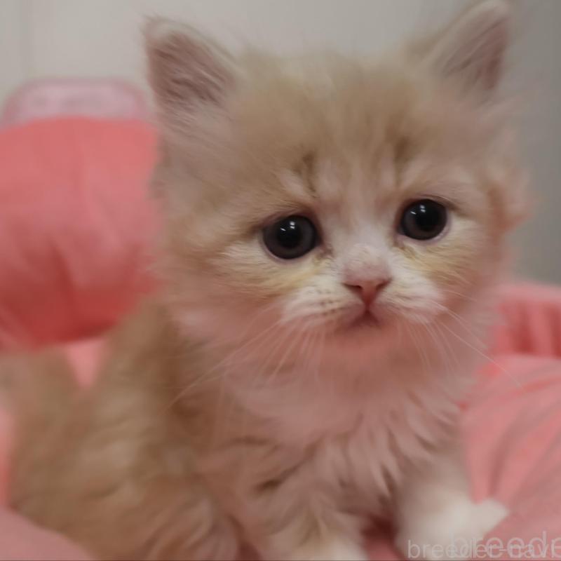 販売中の東京都のスコティッシュフォールド-133373