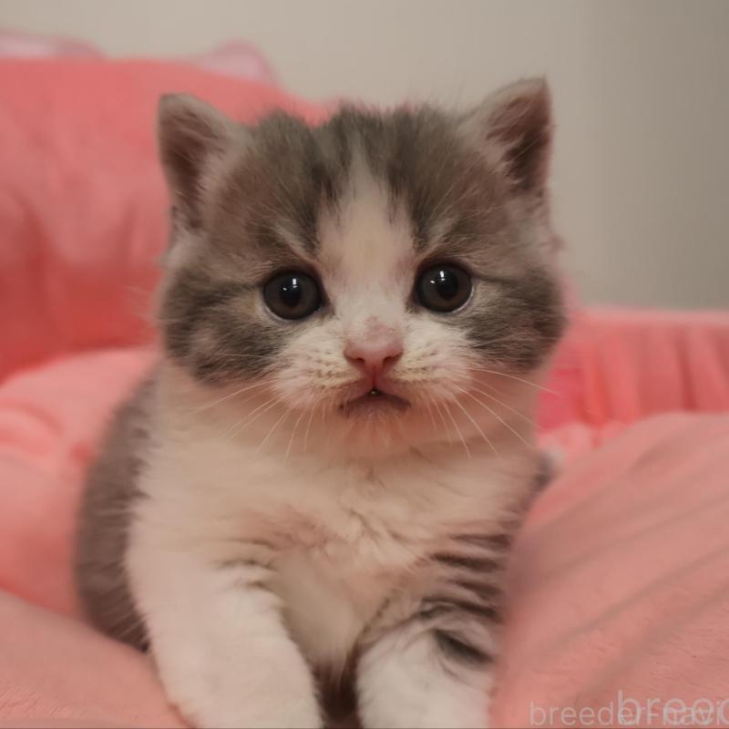 販売中の東京都のスコティッシュフォールド-133374