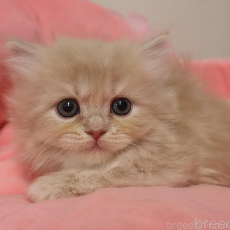 販売中の東京都のスコティッシュフォールド-133375