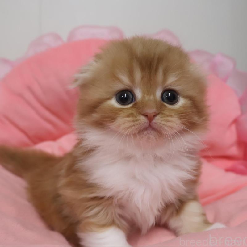 販売中の東京都のスコティッシュフォールド(折れ耳)-133376の1枚目