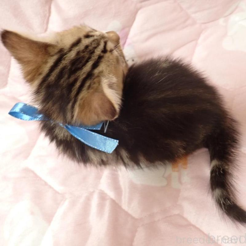 販売中の広島県のマンチカン(短足)-133377の4枚目