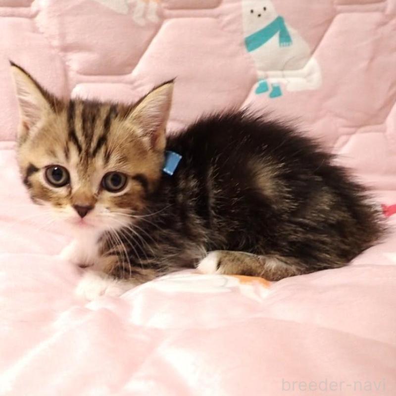 販売中の広島県のマンチカン(短足)-133377の3枚目