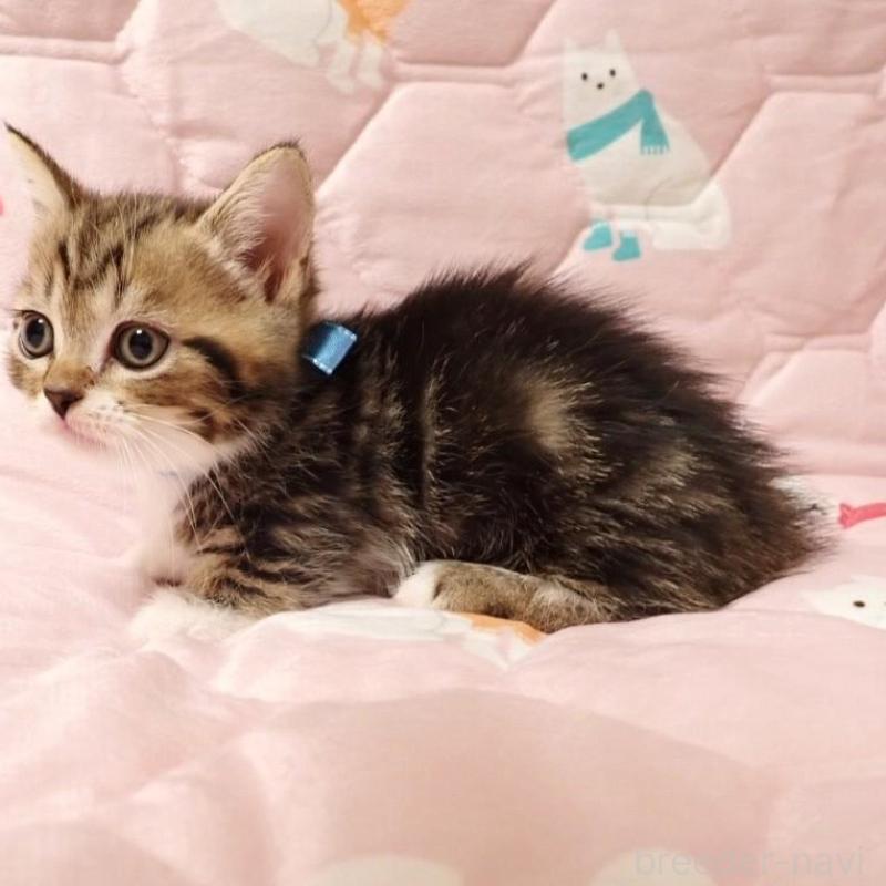 販売中の広島県のマンチカン(短足)-133377の2枚目