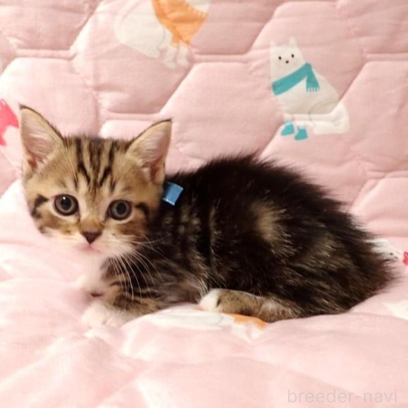 販売中の広島県のマンチカン(短足)-133377の1枚目