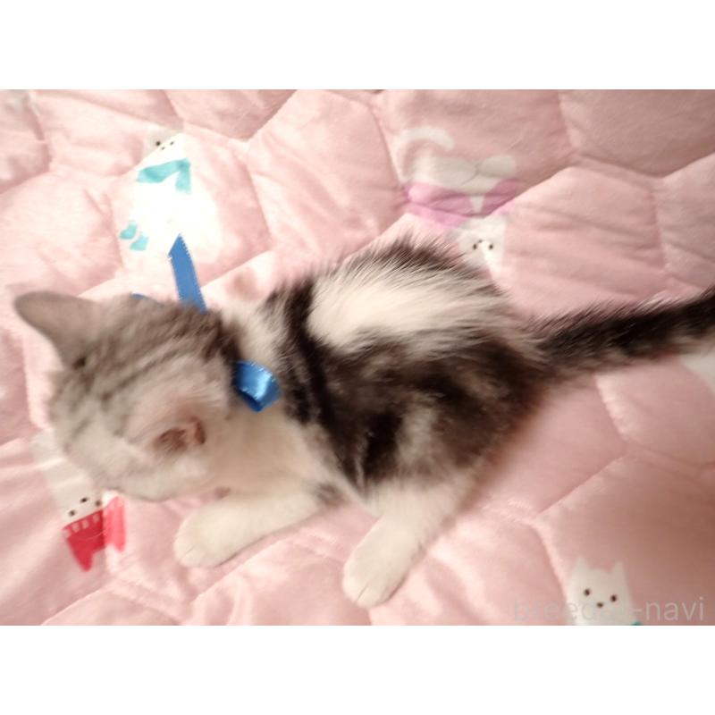 販売中の広島県のマンチカン-133378の4枚目