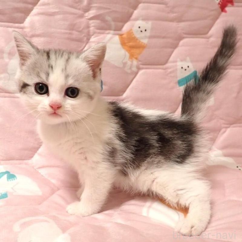 販売中の広島県のマンチカン-133378