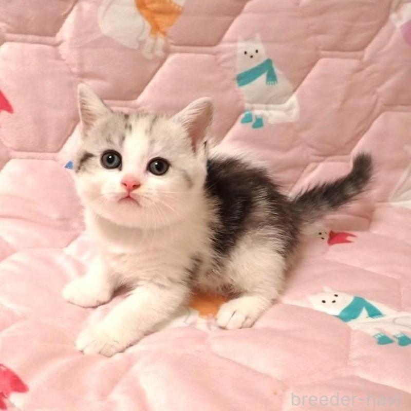 販売中の広島県のマンチカン-133378の2枚目