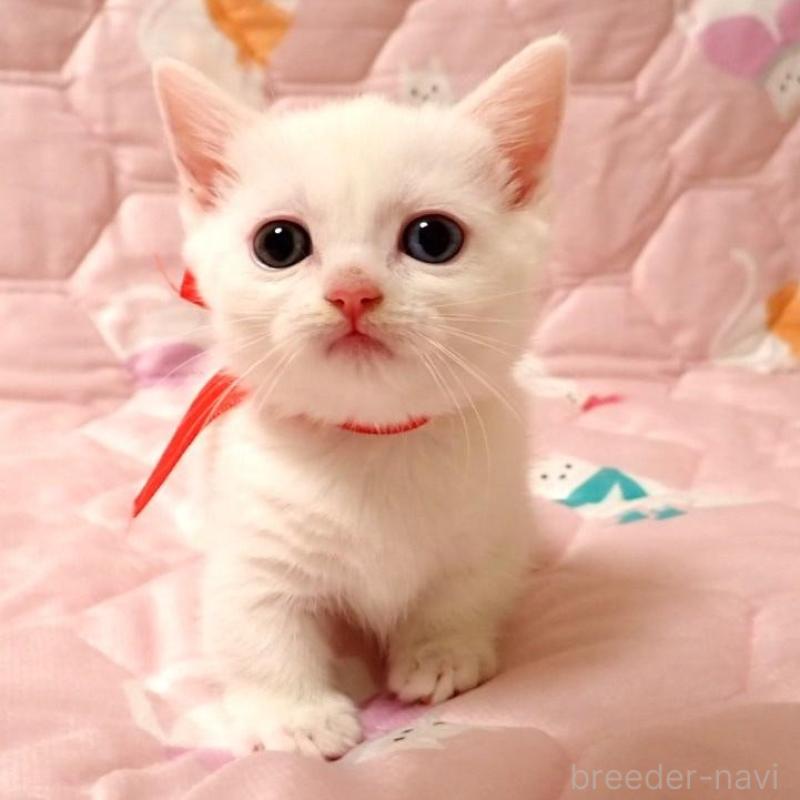 販売中の広島県のマンチカン(短足)-133379