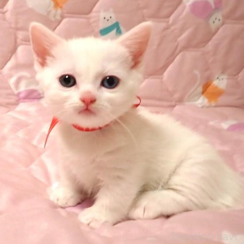 販売中の広島県のマンチカン(短足)-133379の3枚目