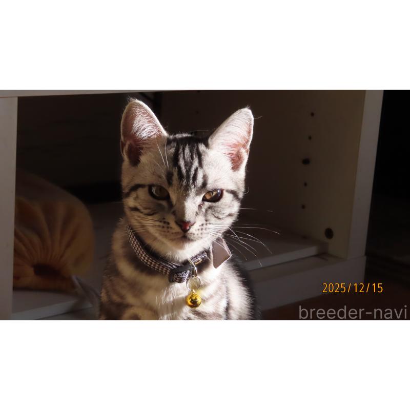 成約済の長野県のアメリカンショートヘア-130173の5枚目