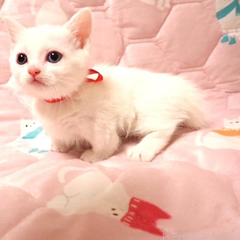 販売中の広島県のマンチカン(短足)-133379の2枚目