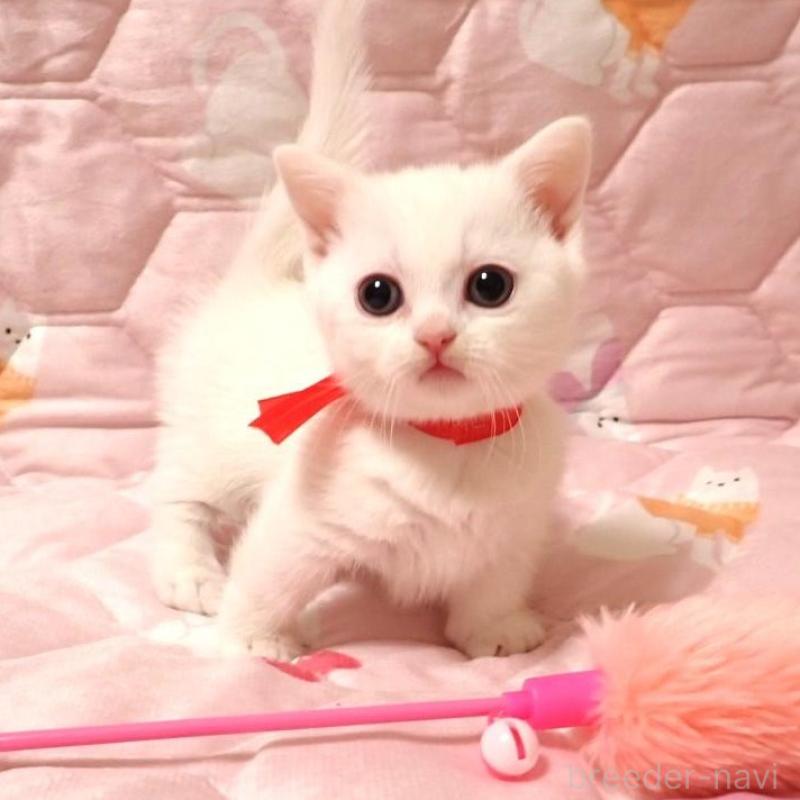 販売中の広島県のマンチカン(短足)-133380の1枚目