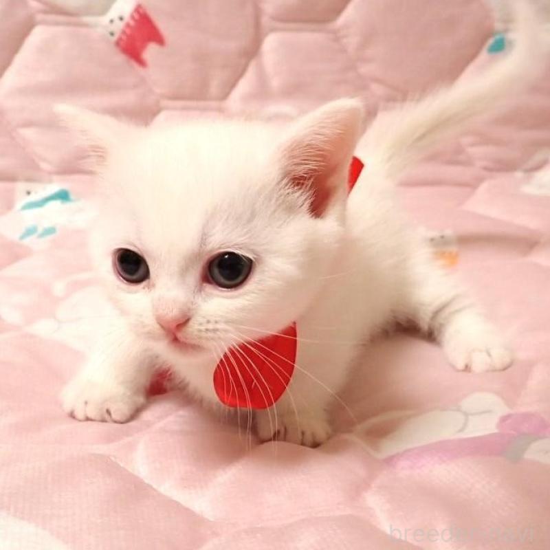 販売中の広島県のマンチカン(短足)-133380の4枚目