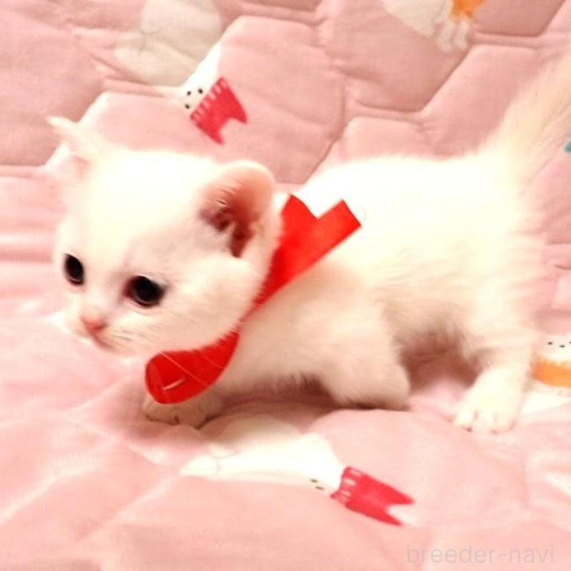 販売中の広島県のマンチカン(短足)-133380の3枚目