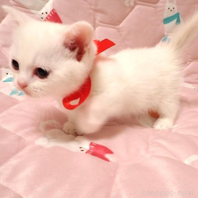 販売中の広島県のマンチカン(短足)-133380の2枚目