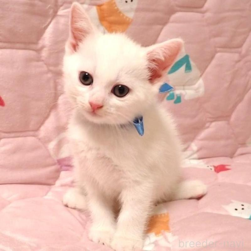 販売中の広島県のマンチカン-133381の3枚目