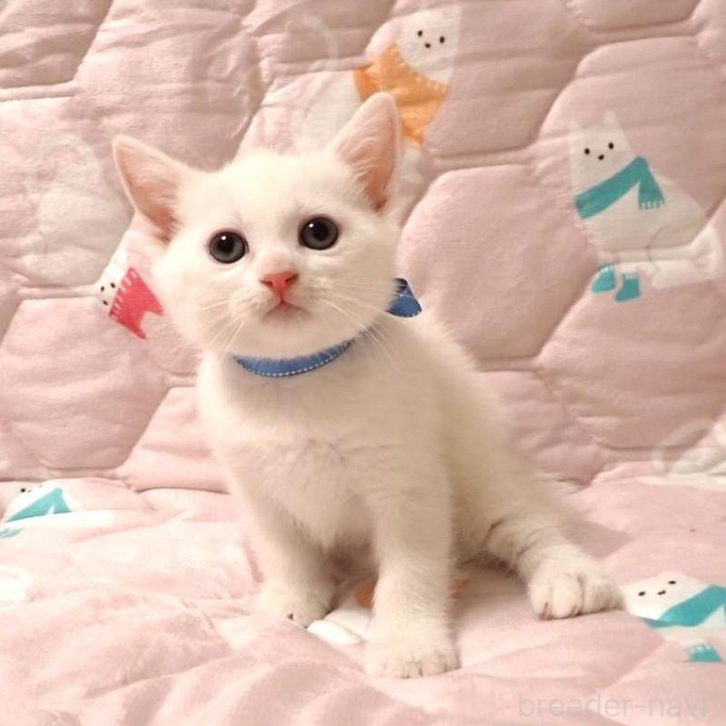 販売中の広島県のマンチカン-133381の2枚目